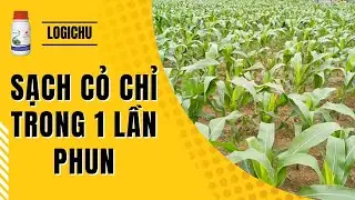 Hướng dẫn diệt cỏ Ngô (Bắp) an toàn hiệu quả | Nông nghiệp ADI