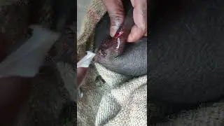 How to Piglet Castration by local doctor in North-East, India 🇮🇳 lets see