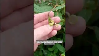 Exploding seed pods of Himalayan Balsam. (Impatiens glandulifera) #nature #plants