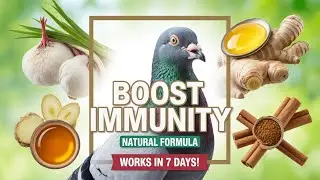 BOOST Your Pigeons' Immunity NATURALLY  Garlic Ginger Honey Cinnamon Formula That WORKS