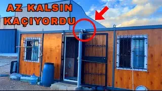 EFSANE KUŞLAR GELDİ. BİRİ AZ KALSIN KAÇIYORDU.  