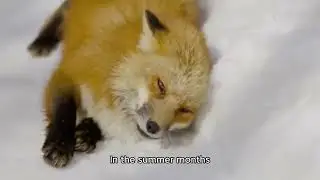 The Arctic Fox and Its Incredible Survival Skills in the Frozen Wild