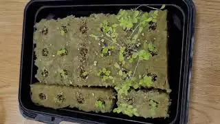 Setting Up a Hydroponic Tower