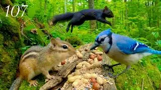 Cat TV:3+ Hours of Relaxing Forest Wildlife: Chipmunks, Squirrels and Blue Jays 4K. Ep. 107