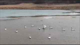 興凱湖にハクチョウが飛来　黒竜江省密山市
