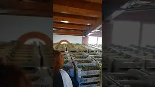 Maculan la cantina dove nasce il vino passito