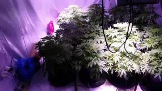 1 day 36 Getting Frosty with 2x Perfect Sun 1000 LEDs    Green Crack, OG