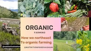 #nature#chicken 🐔 ural life style #nature #shortsvideo #naturephotography#organicfood #chicken
