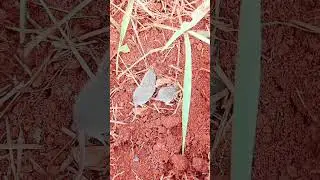 #The body finds a mouse nest