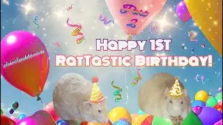 Happy FIRST RatTastic Birthday - PART 2 #ratlife