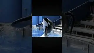 Косатка Тиликум из океонариума sea world убил 40трениршу!!!!! 😥😳👍🤯😭😱🥺😰🐋🐬🫙
