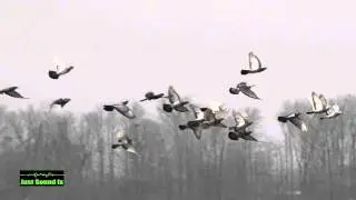bird flock flap sound