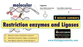 Restriction Enzymes and DNA Ligase || A Simplified Summary