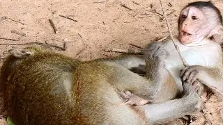 Hard Playing Baby Bobby With Sister Monkey Bailee...