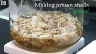 Egyptian researchers turn prawns into plastic