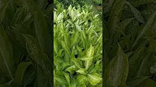 Local Nursery visit | Indoor plants | Dear Garden |  #shorts #viral