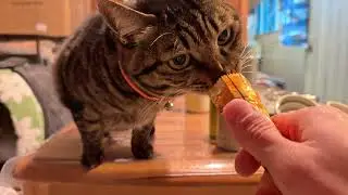 温めたウェットフードの夕ごはんを配膳します【26年1月12日その4】