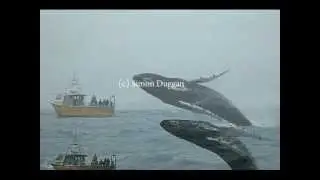 Humpback Whale Breaching By Simon Duggan