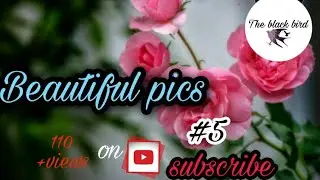 Beautiful flower's -The black bird    wallpaper mobile images
