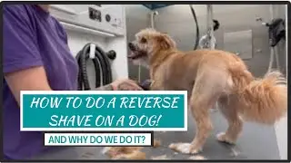How to Do a Reverse Shave on a Dog — Why & When to Use It! ✂️🐾