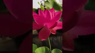sacred pink lotus #youtubeshorts  #flowers #garden