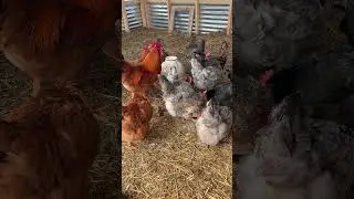 Chickens drinking water on this cold day. 🐓#chicken #farming #farmer  #shorts #shortvideo #short