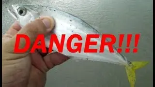 DO NOT TOUCH THIS FISH! Leatherjacket fish
