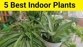 TOP 5 Easy to grow house plants|Best indoor plants|plants for beginners| Permanent plants!!