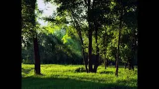5min: Meadow Meditation Beautiful STILL ART