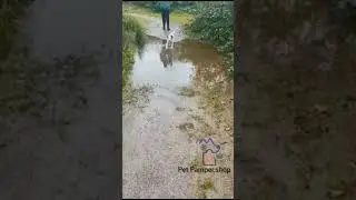 Joyful Puppy's Water Adventure: Adorable Pup's First Swim