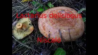 Mushrooms - Setas 14. Lactarius deliciosus (N&iacute;scalo)