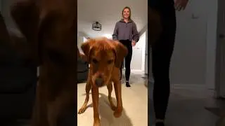 Her dog dances with with her 😂