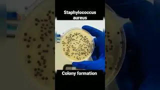 colony morphology