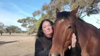 Australian Outback Horse Life