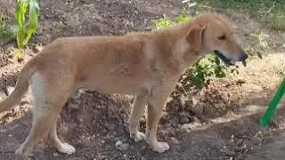 These dogs can sense danger from a distance !
