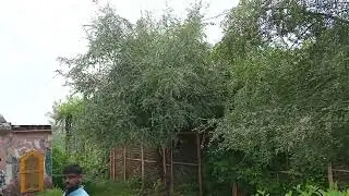 mor kuti barsana