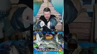 Белуга-гибрид (Бестер), Форель, Сом Охлаждённый и Свеже-Мороженный в Томске!&nbsp; СВЕЖАК! ikra70.ru