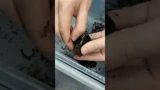 African flower beetle unboxing