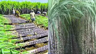 Growing and harvesting billions tones of sugarcane | how to grow sugarcane | sugarcane farming