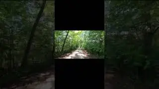 What Secrets Do These Enchanting Forest Paths