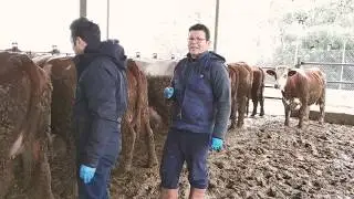 Sığırlarda Kan Alma