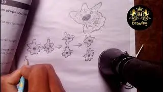 Observation of binary fission of amoeba Using slides,photomicrographs or charts|Biology experiment