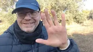 ES &Eacute;POCA DE PODAR LOS OLIVOS #olivos 