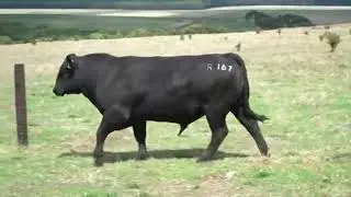R167