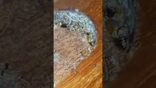 Bedbug Treatment - Pest Control Singapore