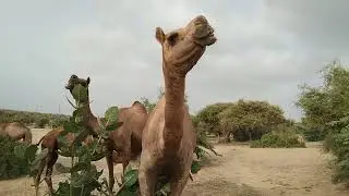 Camel Herd in Thar Desert | Real Beauty of Rural Sindh