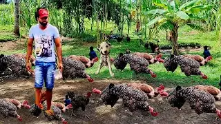 FALANDO SOBRE PRODUÇÃO DE OVOS E NASCIMENTO NA CHÁCARA 