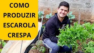 CHIC&Oacute;RIA ou ESCAROLA CRESPA. A planta que n&atilde;o pode faltar na sua HORTA! Como plantar e produzir!