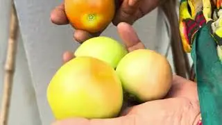 Ma intilo pure organic vegetable and fruits  garden / పల్లెటూర్ లో అదృష్టం / home gardening  