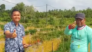 Gulma Lulangan Tuntas Tapi Tanaman Tetap Aman Pertumbuhan Cabe Tetap Optimal || Testimoni Glufo